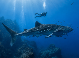 8 jours dans les Galapagos