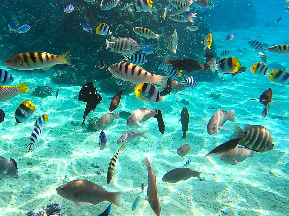 photo sous l'eau lors d'une séance de plongée