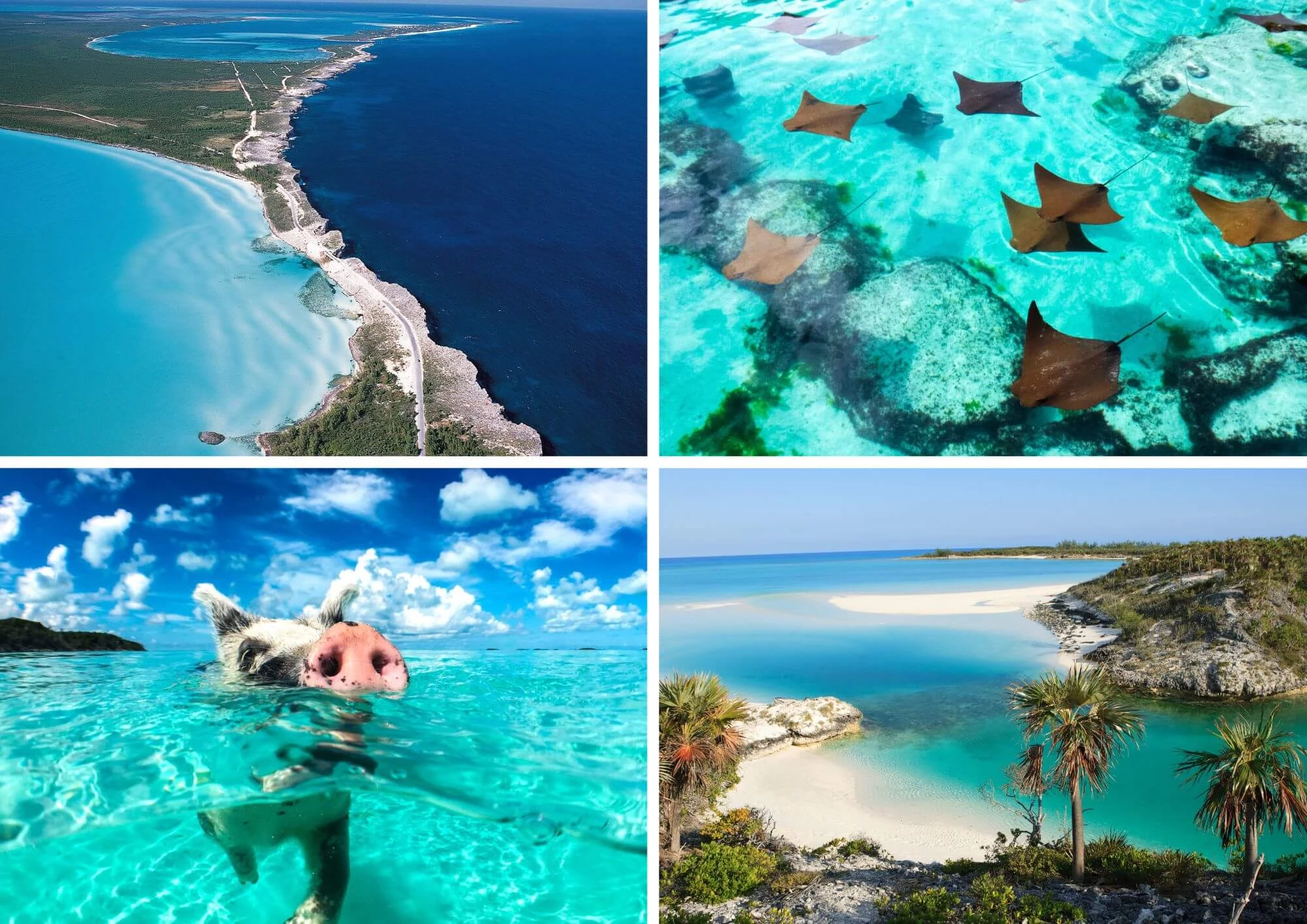 Vier Fotos von den Bahamas, Schweinestrand und Rochen