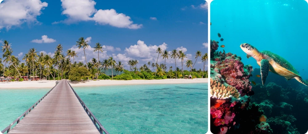 Ponton sur un lagon turquoise aux Maldives et tortue marine nageant sur un récif corallien