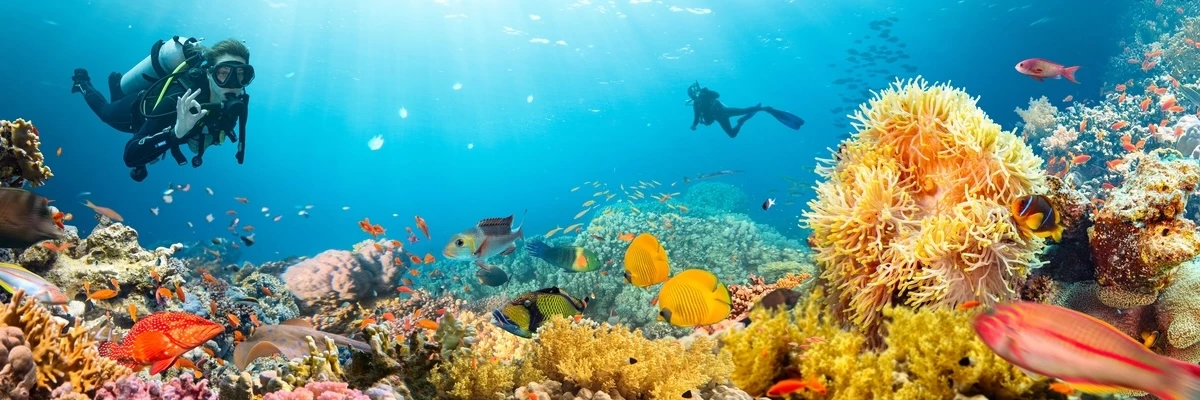 Plongeurs en croisière plongée explorant un récif corallien coloré et poissonneux