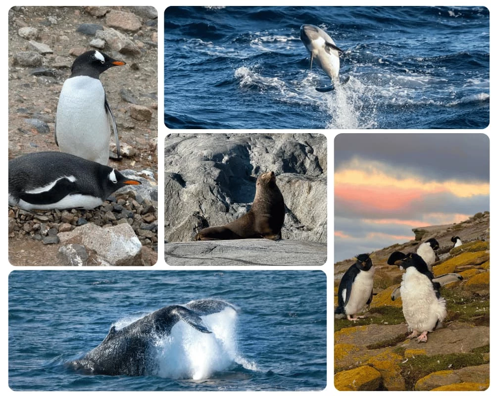 pingouins, phoques et baleines en Antarctique