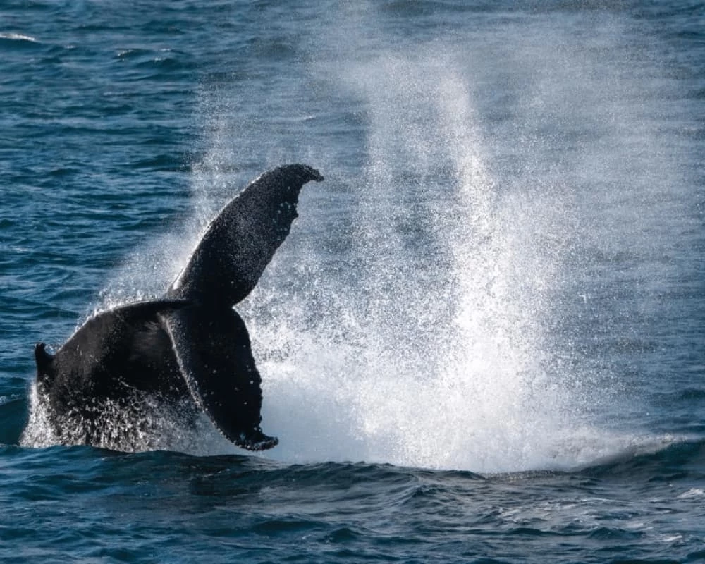 Baleine en Antarctique avec éclaboussures