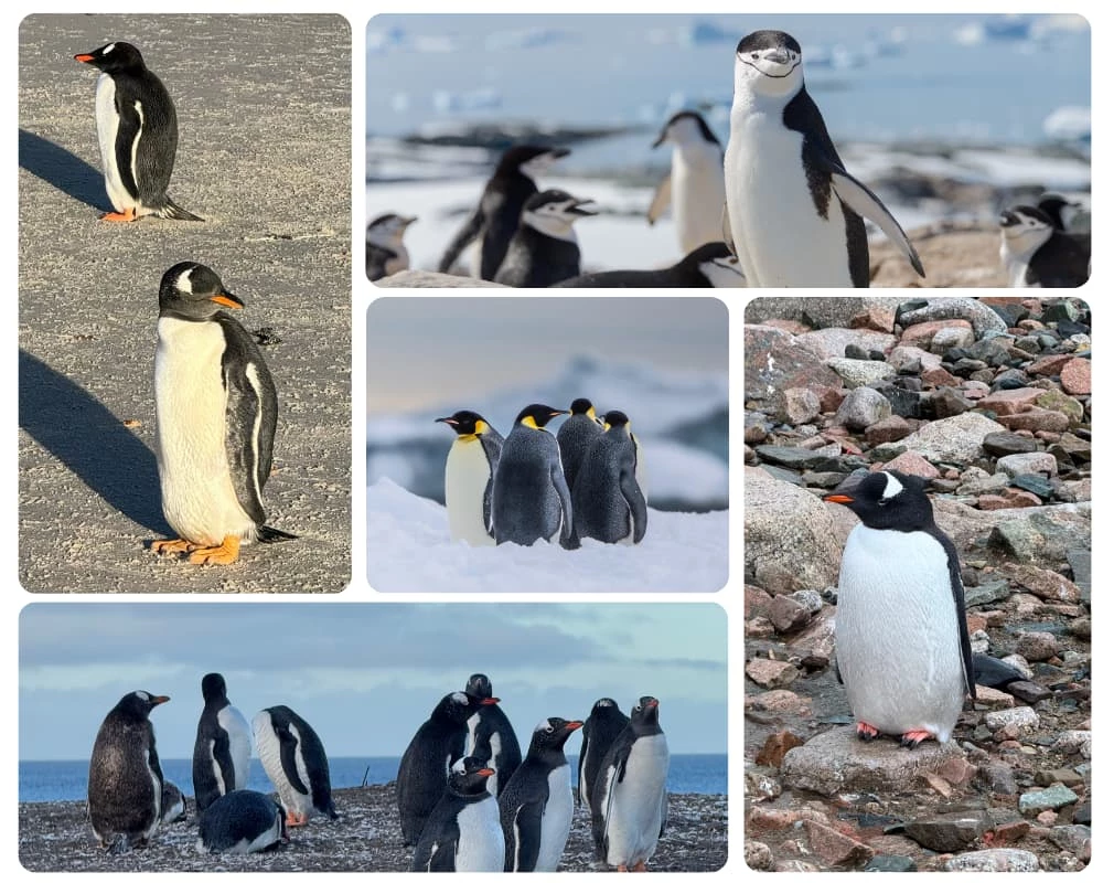 Variétés de pingouins et manchots observés durant la croisière