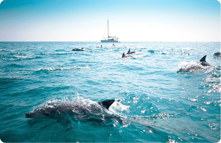 Dauphins aper&ccedil;us lors d&rsquo;une navigation