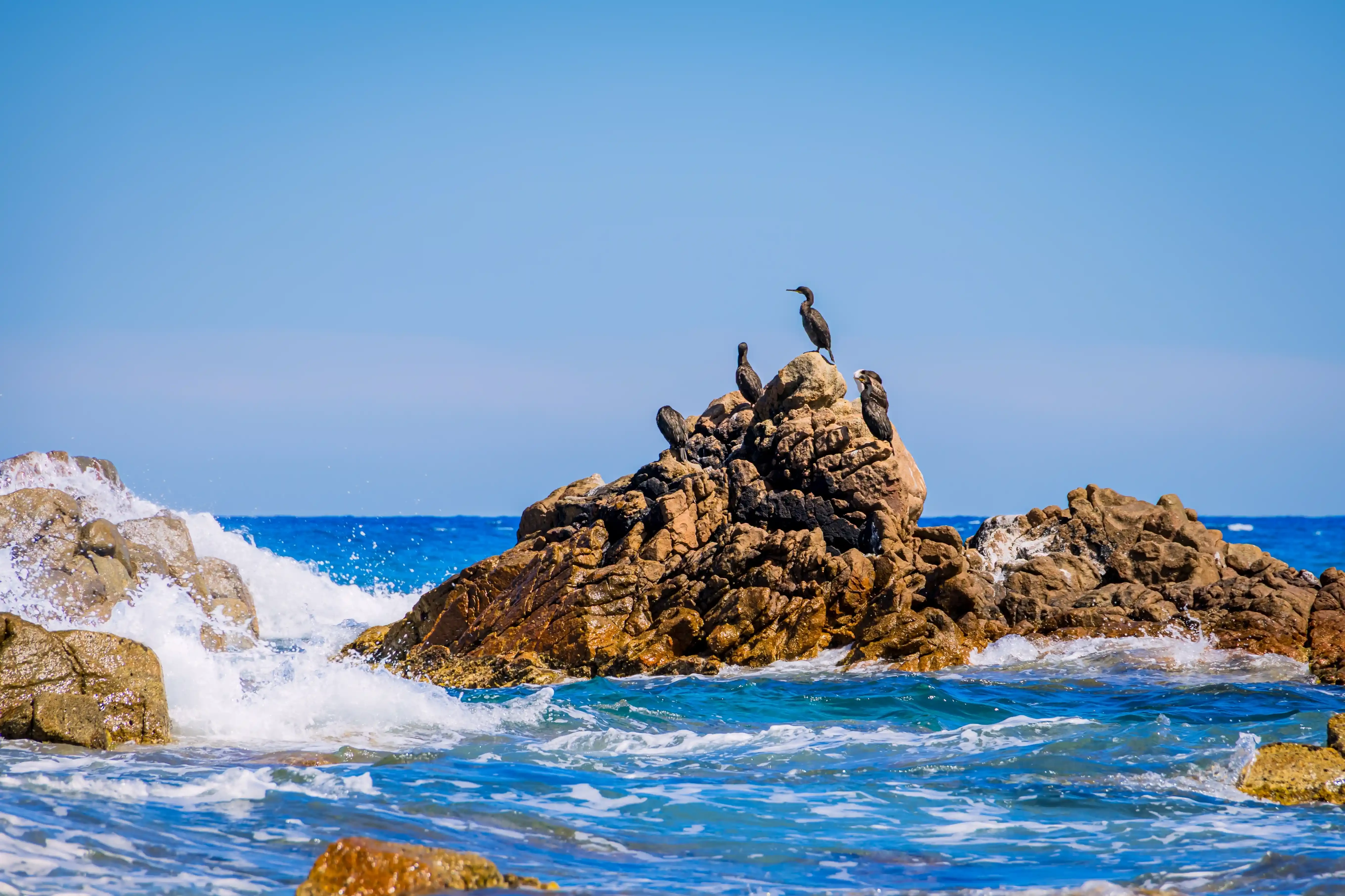Shags on rocks in southern Corsica